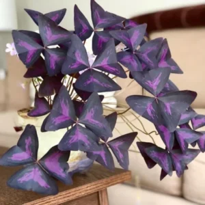 Purple Oxalis Triangularis Plant 4-6 Inch Potted Indoor Plant