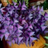 Purple Oxalis Triangularis Plant 4-6 Inch Potted Indoor Plant