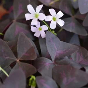 Purple Oxalis Triangularis Plant 4-6 Inch Potted Indoor Plant