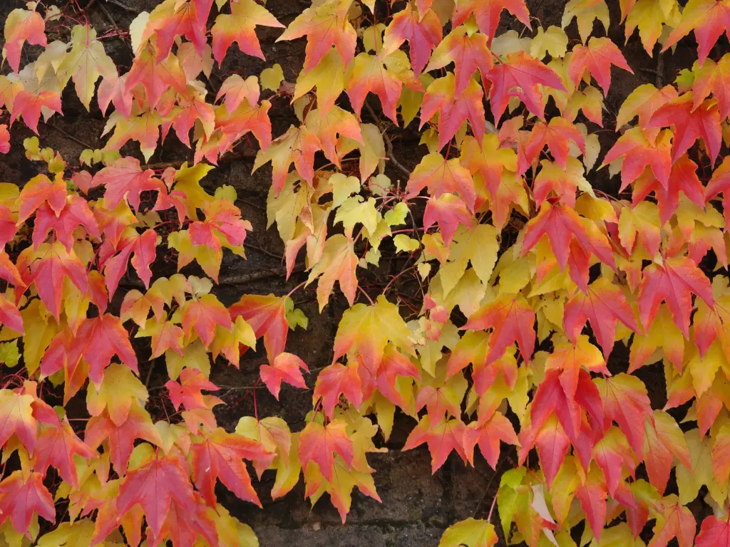 Virginia Creeper vine with red and yellow leaves during fall, covering a stone wall.