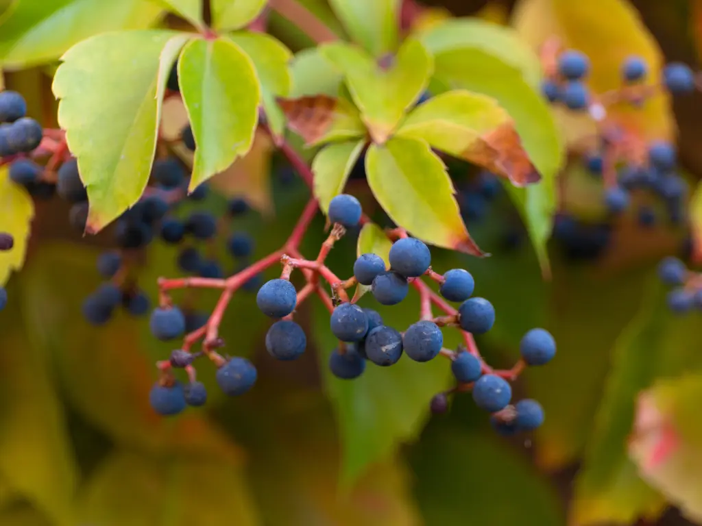 Virginia Creeper berries