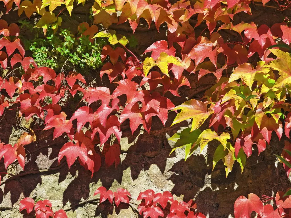 Virginia Creeper vine with bright red and yellow leaves on a stone wall during autumn.