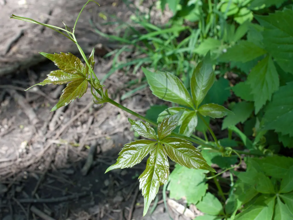 Young Virginia Creeper vine with bright green leaves, growing in a garden.