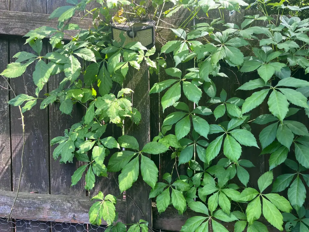 Virginia Creeper vine with large green leaves climbing a wooden fence.