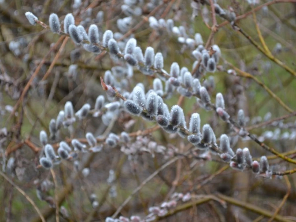 Pussy Willows