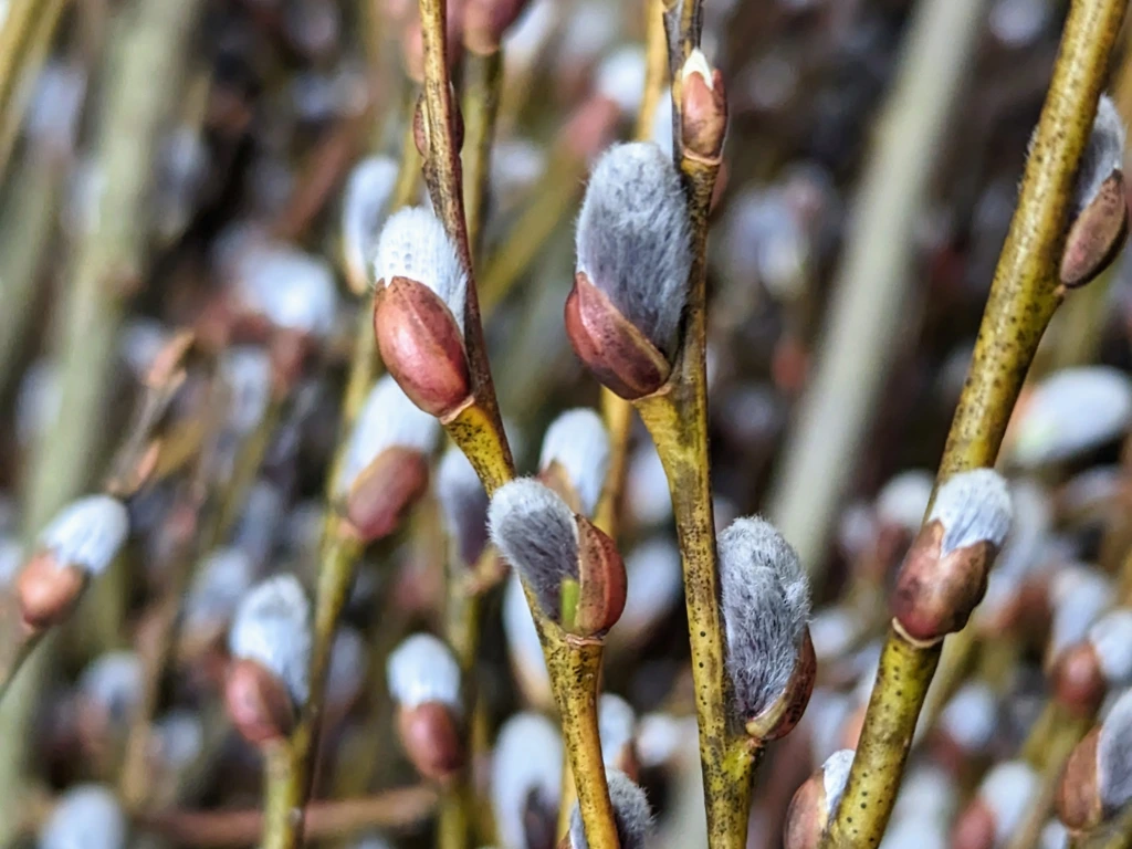 how to grow Pussy Willows