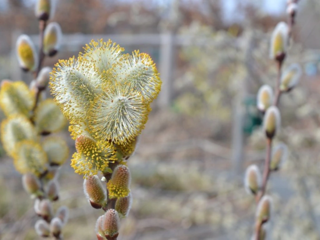 Pussy Willows bloom