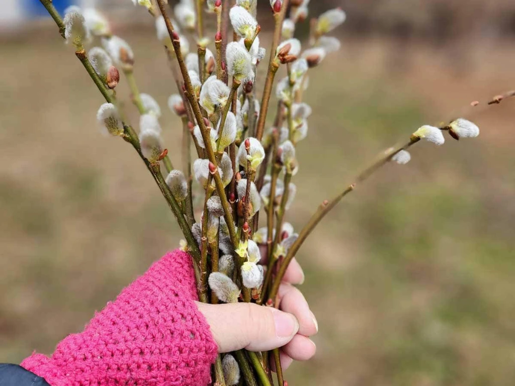 Pussy Willow cuttings