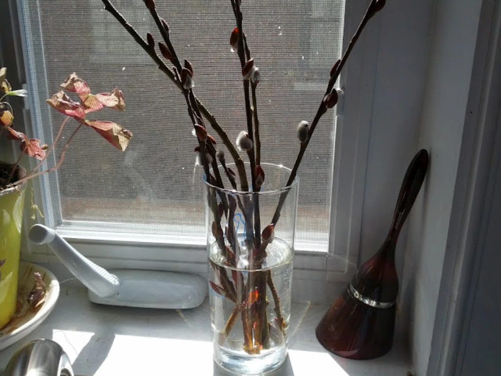Propagate Pussy Willows in water
