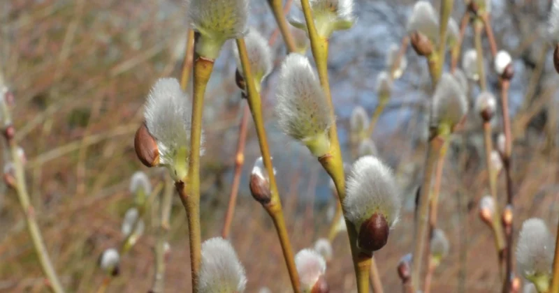 Feature images - pussy Willow