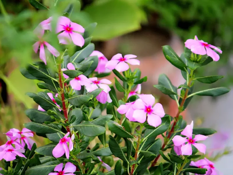 Close-up of pink periwinkle flowers with dark green leaves, growing in bright light conditions.