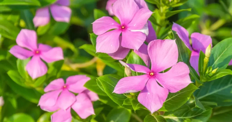 how to grow periwinkle indoors