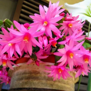Holiday Cactus Plants - Easter & Christmas Cactus Combo - 4-8 Inch Starter Tree