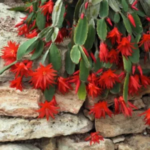 Holiday Cactus Plants - Easter & Christmas Cactus Combo - 4-8 Inch Starter Tree