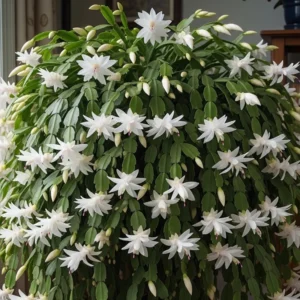 Holiday Cactus Plants - Easter & Christmas Cactus Combo - 4-8 Inch Starter Tree