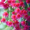 Easter Cactus Plants Live - 4 Starter Holiday Cactus - Indoor/Outdoor - 5-9 inch - No Pot