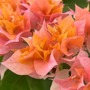 Combo 2 Bougainvillea Plants Live Trees 5-10