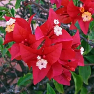 Combo 2 Bougainvillea Plants Live Trees 5-10