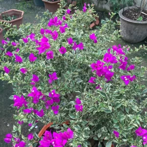Combo 2 Bougainvillea Plants Live Trees 5-10
