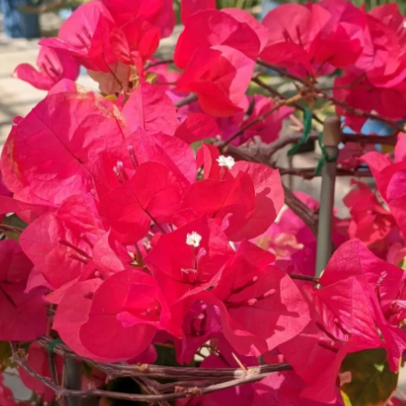 Climbing Bougainvillea Plants Set of 3 Live Bougainvillea Vines 5-9" Tall