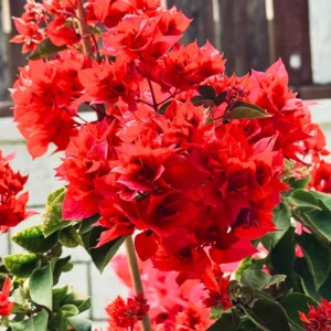 Climbing Bougainvillea Plants Set of 3 Live Bougainvillea Vines 5-9" Tall