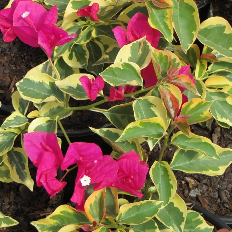 Climbing Bougainvillea Plants Set of 3 Live Bougainvillea Vines 5-9" Tall