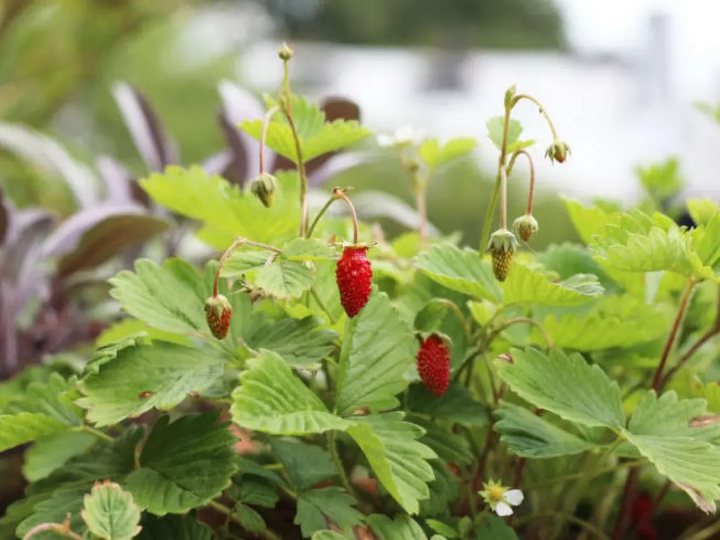 growing Alpine Strawberry