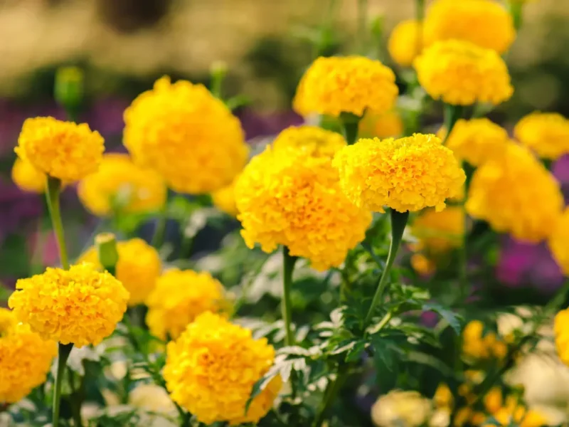 Marigolds