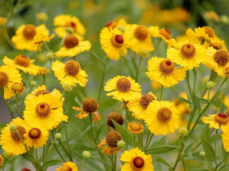 Helenium