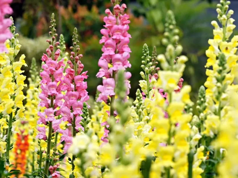 Snapdragons