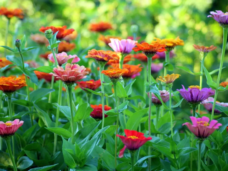 Zinnias