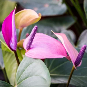 Purple Anthurium Plant - 4 Inch Potted Flower - Exotic Indoor Plant