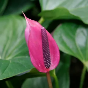 Purple Anthurium Plant - 4 Inch Potted Flower - Exotic Indoor Plant