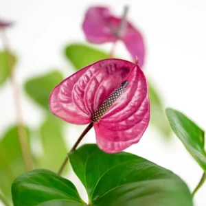 Purple Anthurium Plant - 4 Inch Potted Flower - Exotic Indoor Plant