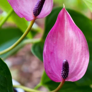 Purple Anthurium Plant - 4 Inch Potted Flower - Exotic Indoor Plant