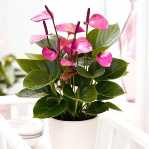 Purple Anthurium Plant - 4 Inch Potted Flower - Exotic Indoor Plant