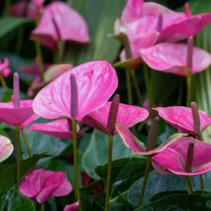 Purple Anthurium Plant - 6-8 Inch Potted Flower Plant