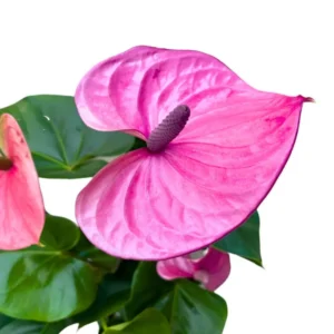 Purple Anthurium Plant - 6-8 Inch Potted Flower Plant