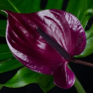 Purple Anthurium Plant - 6-8 Inch Potted Flower Plant