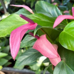 Purple Anthurium Plant - 6-8 Inch Potted Flower Plant