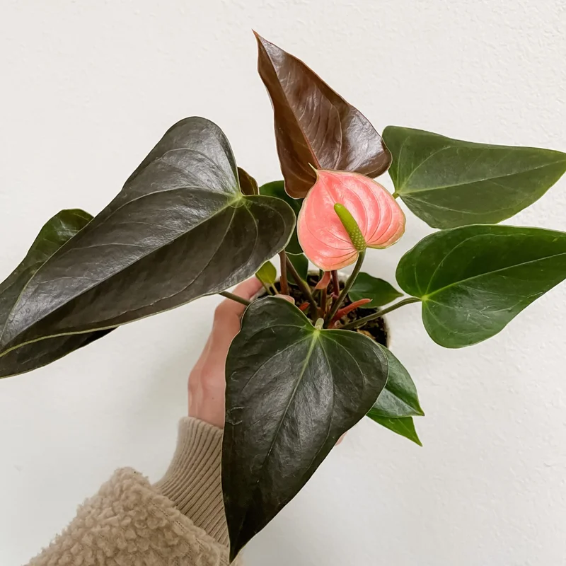Coral Anthurium Plant - 4 Inch Potted Indoor Plant