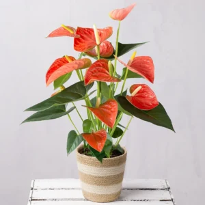 Coral Anthurium Plant - 4 Inch Potted Indoor Plant