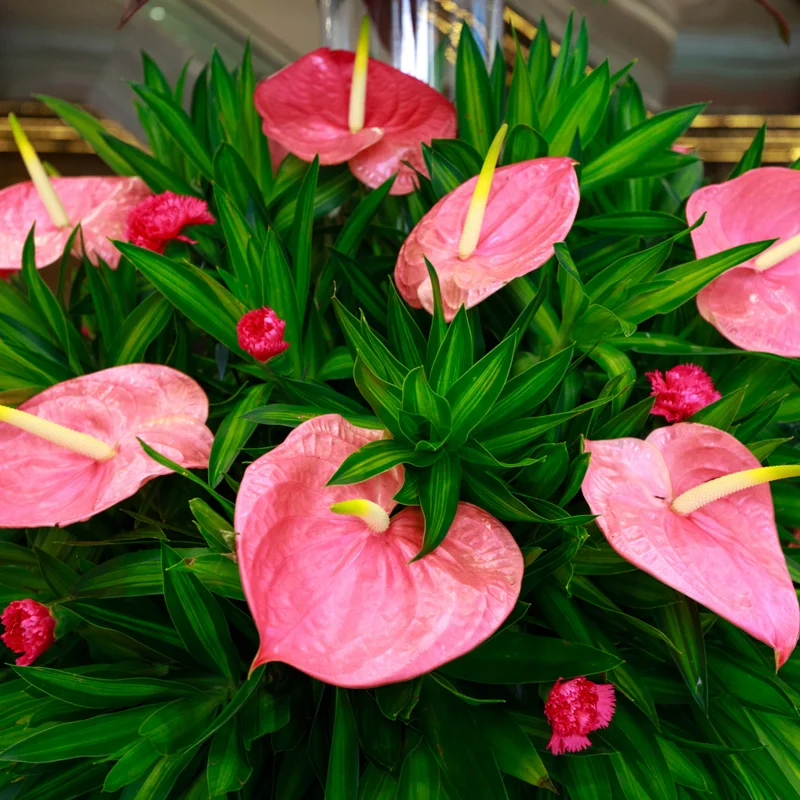 Coral Anthurium Plant - 4 Inch Potted Indoor Plant
