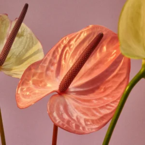 Coral Anthurium Plant - 4 Inch Potted Indoor Plant