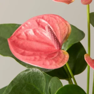 Coral Anthurium Plant - 6-8 Inch Potted Houseplant
