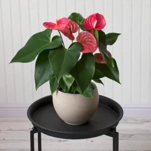 Coral Anthurium Plant - 6-8 Inch Potted Houseplant
