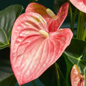 Coral Anthurium Plant - 6-8 Inch Potted Houseplant