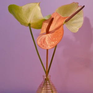 Coral Anthurium Plant - 6-8 Inch Potted Houseplant