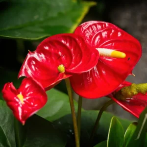 Red Anthurium Plant - 4 Inch Potted Anthurium - Indoor Flower Plant