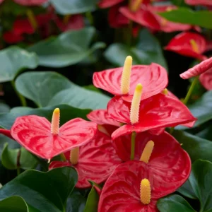 Red Anthurium Plant - 4 Inch Potted Anthurium - Indoor Flower Plant